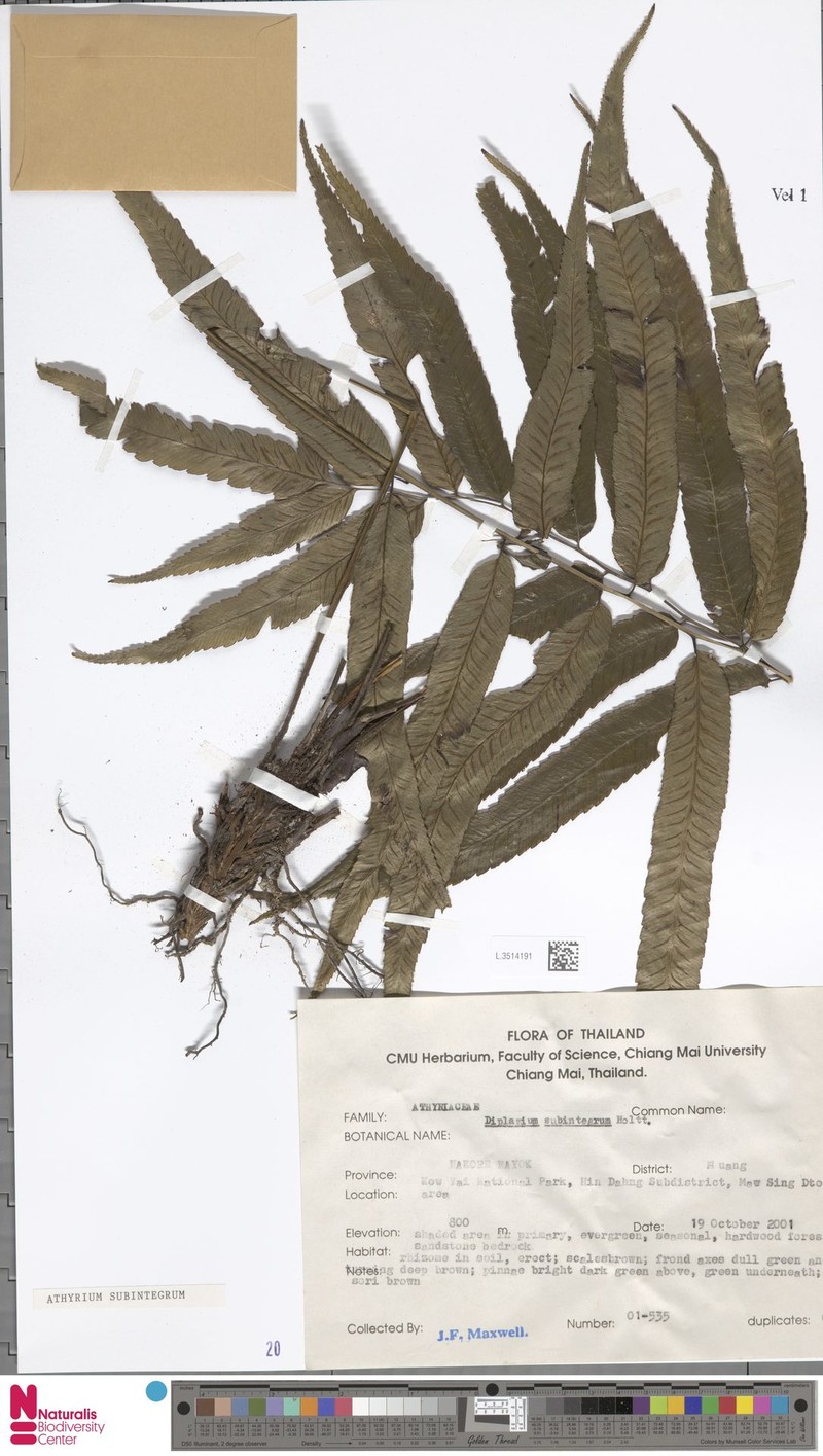 Diplazium subintegrum photo 8