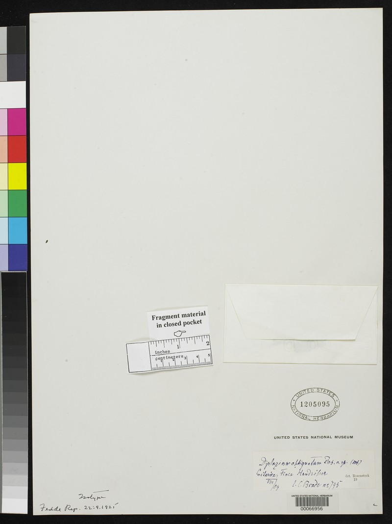 Diplazium subobliquatum