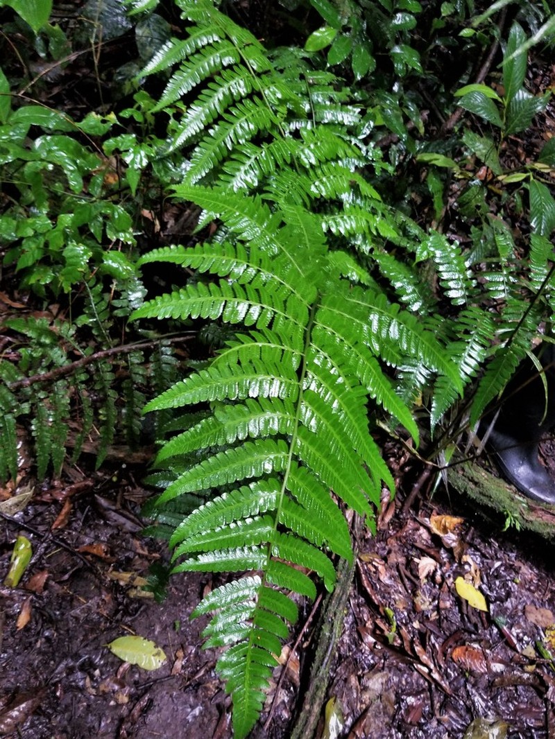 Diplazium subobtusum