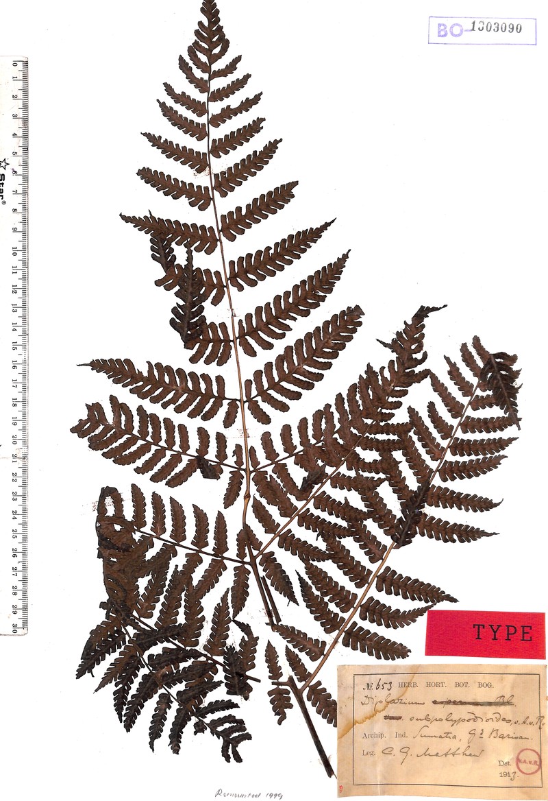 Diplazium subpolypodioides
