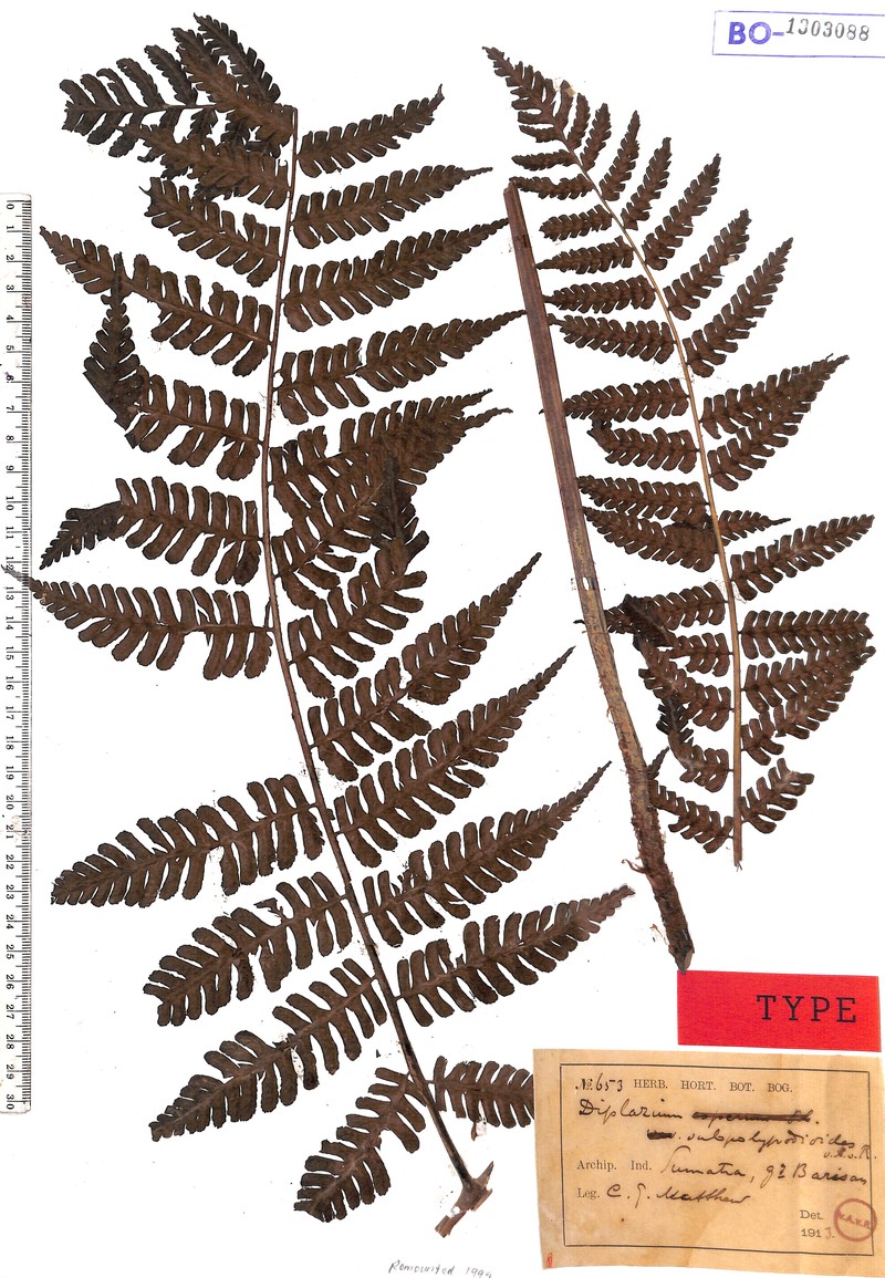Diplazium subpolypodioides photo 2