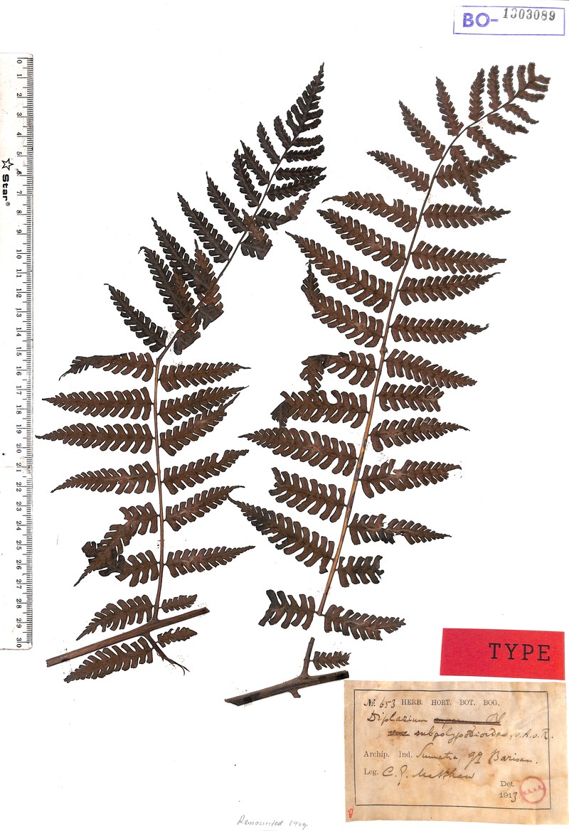 Diplazium subpolypodioides photo 3