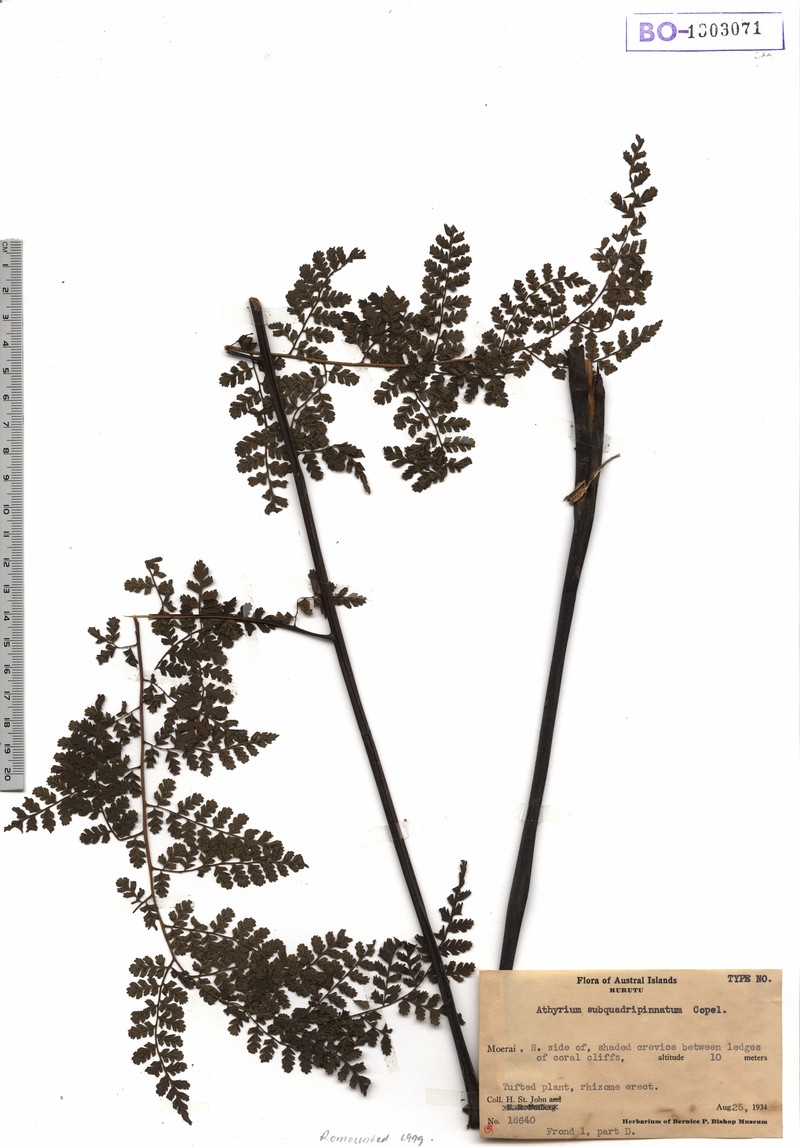 Diplazium subquadripinnatum