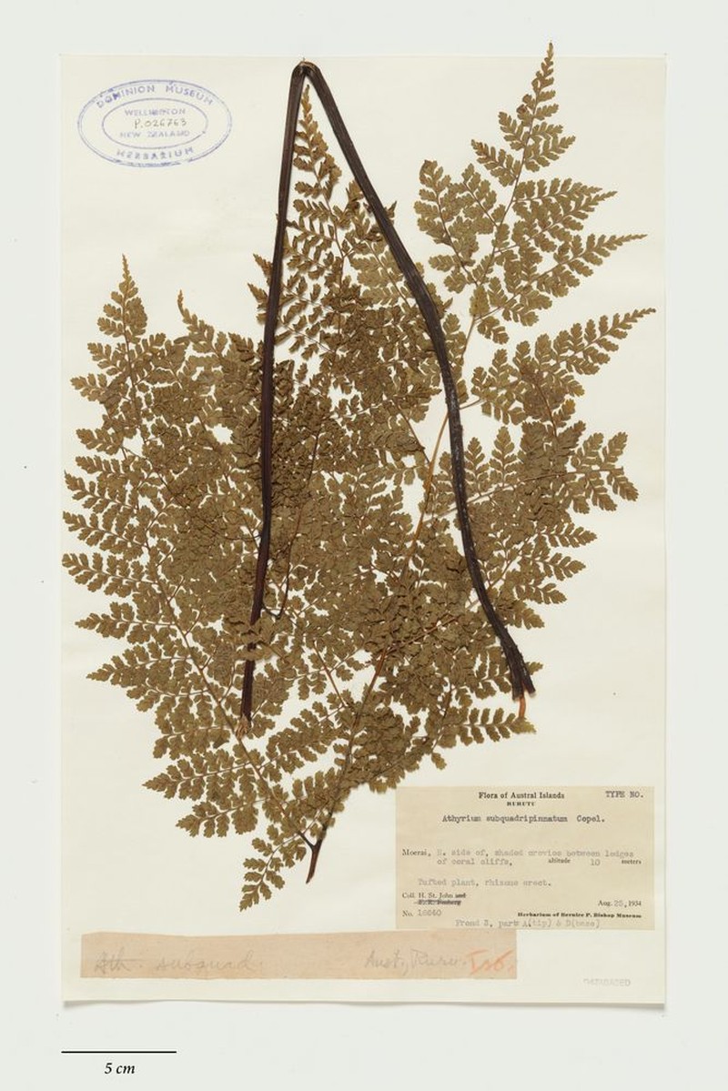Diplazium subquadripinnatum photo 3