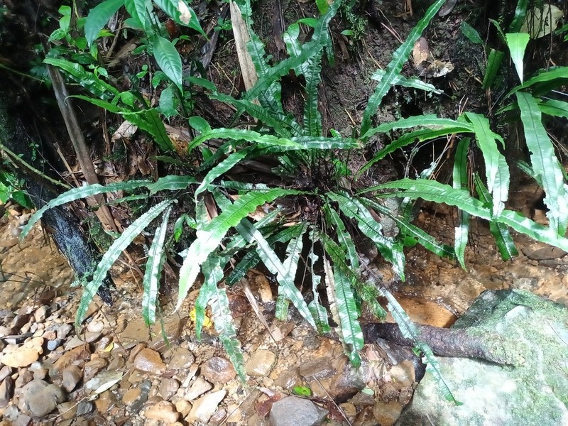 Diplazium subserratum photo 3