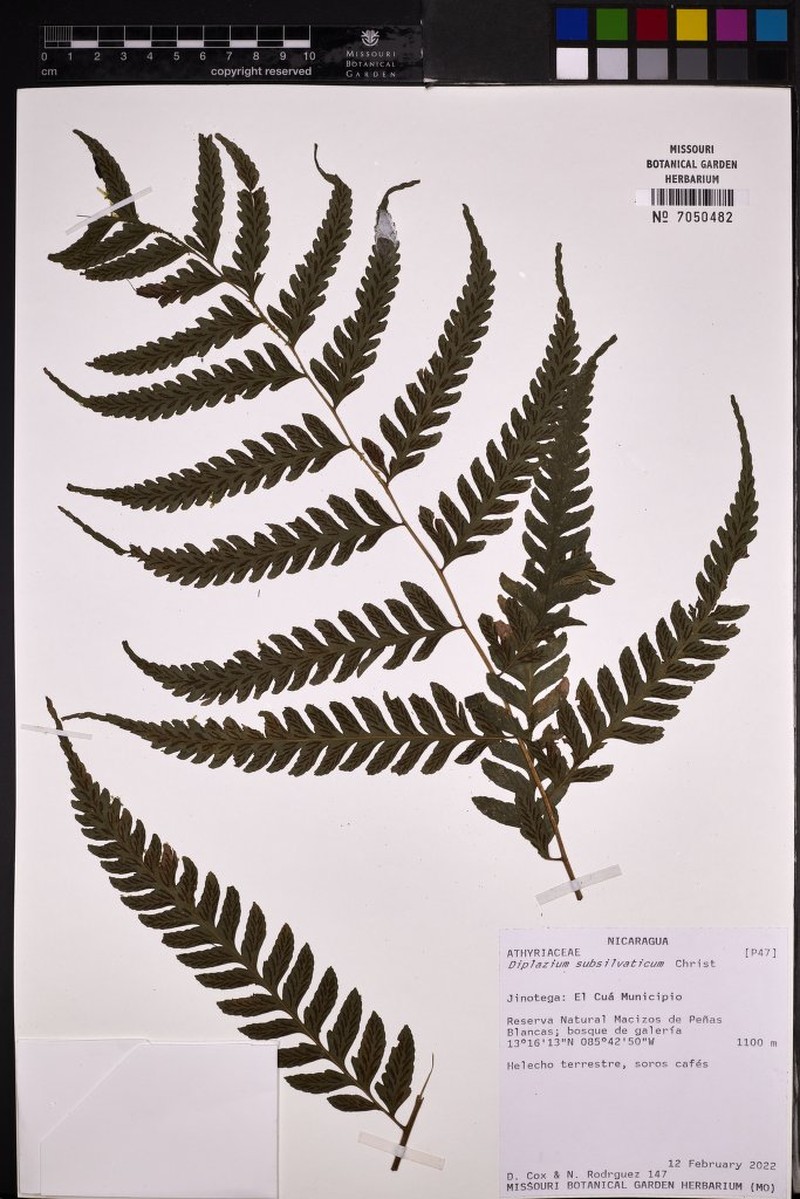 Diplazium subsilvaticum