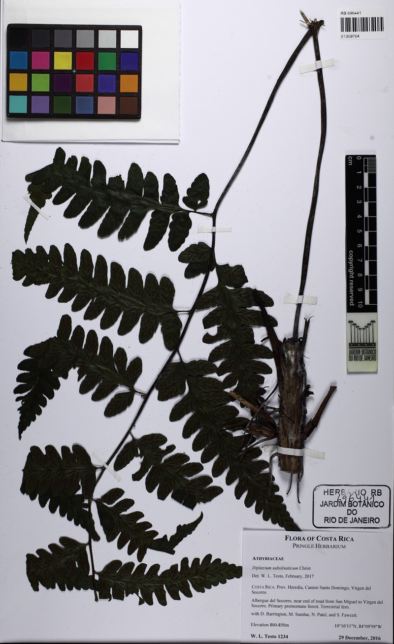 Diplazium subsilvaticum photo 2