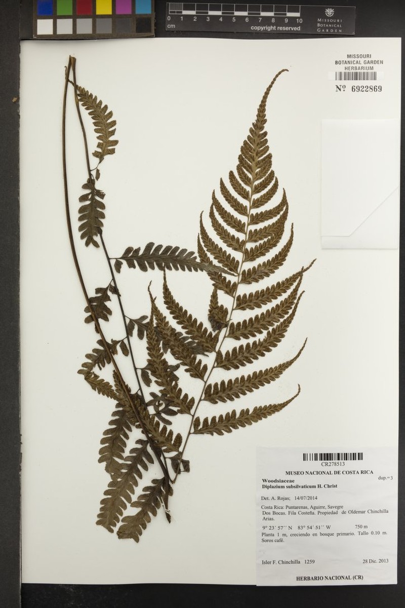 Diplazium subsilvaticum photo 3