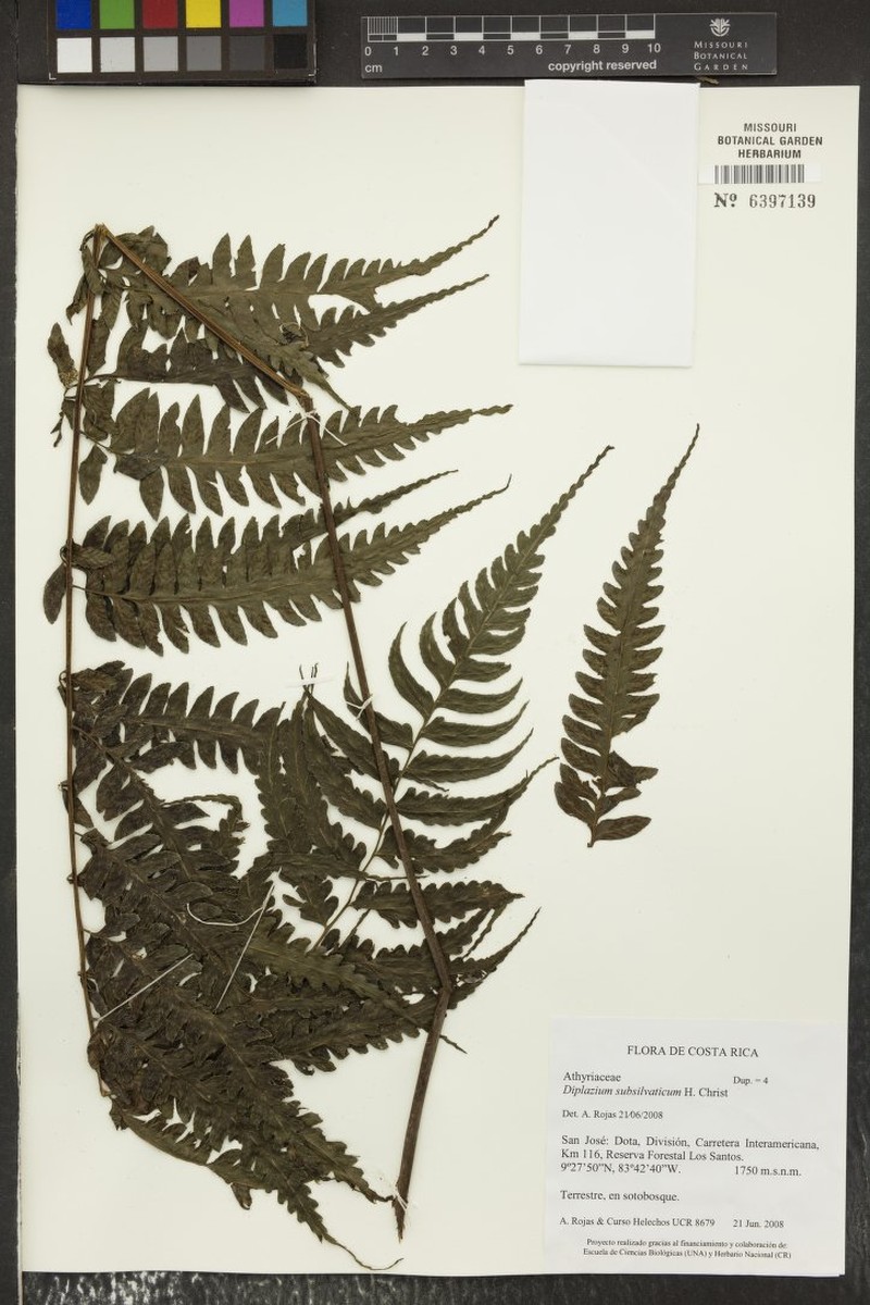 Diplazium subsilvaticum photo 4