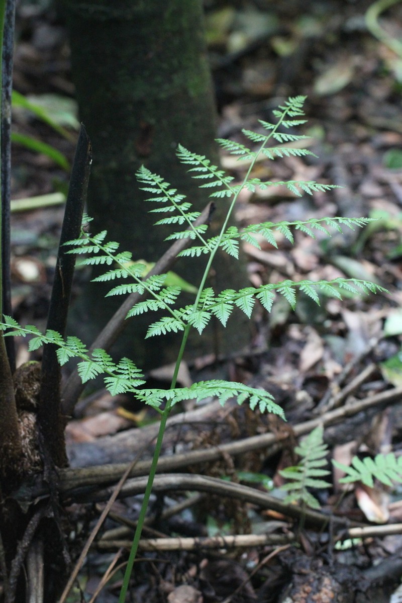 Diplazium subtripinnatum