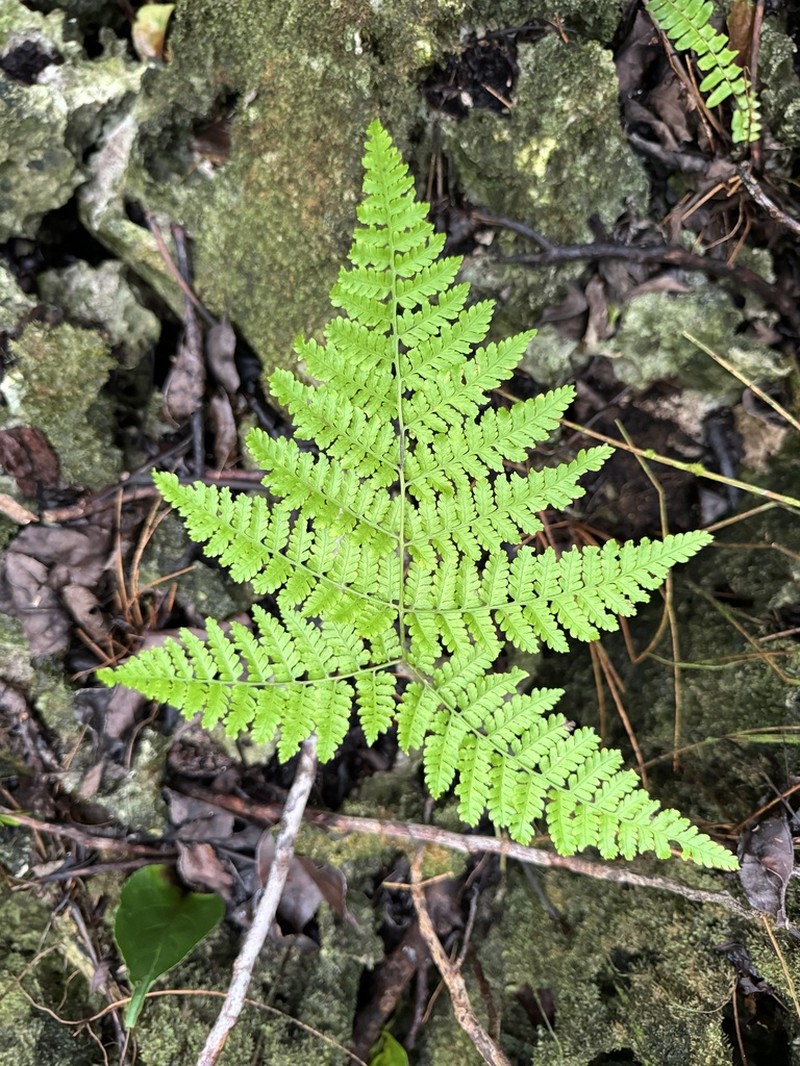 Diplazium subtripinnatum photo 2