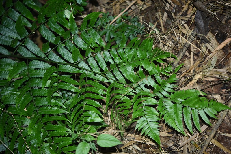 Diplazium succulentum