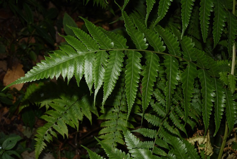 Diplazium succulentum photo 2