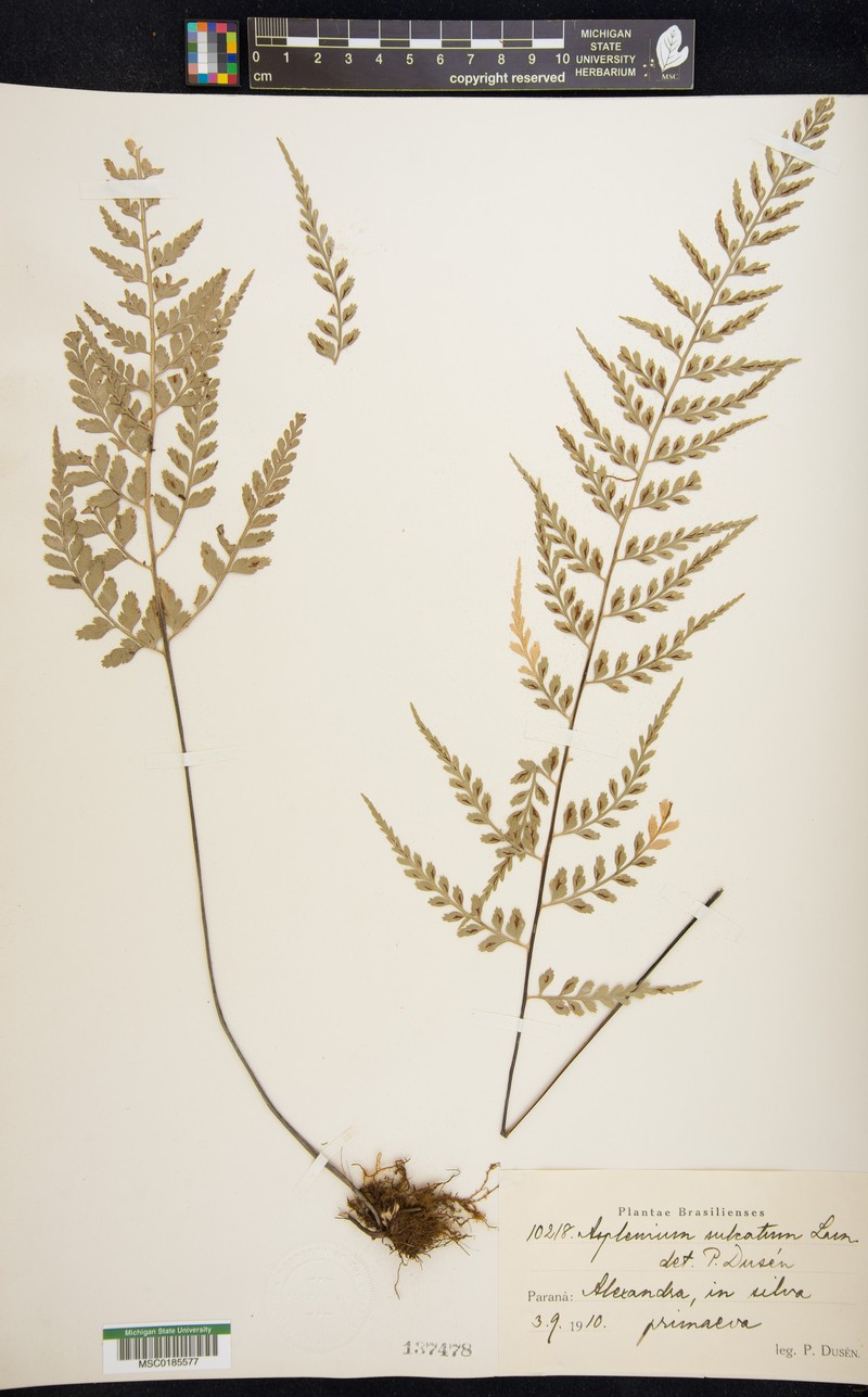 Diplazium succulentum photo 3