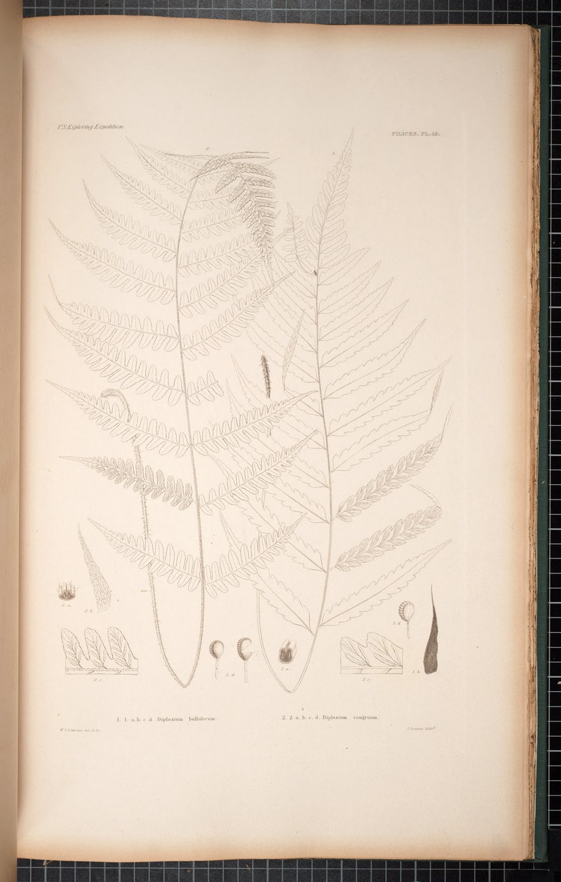 Forest Twinsorus Fern