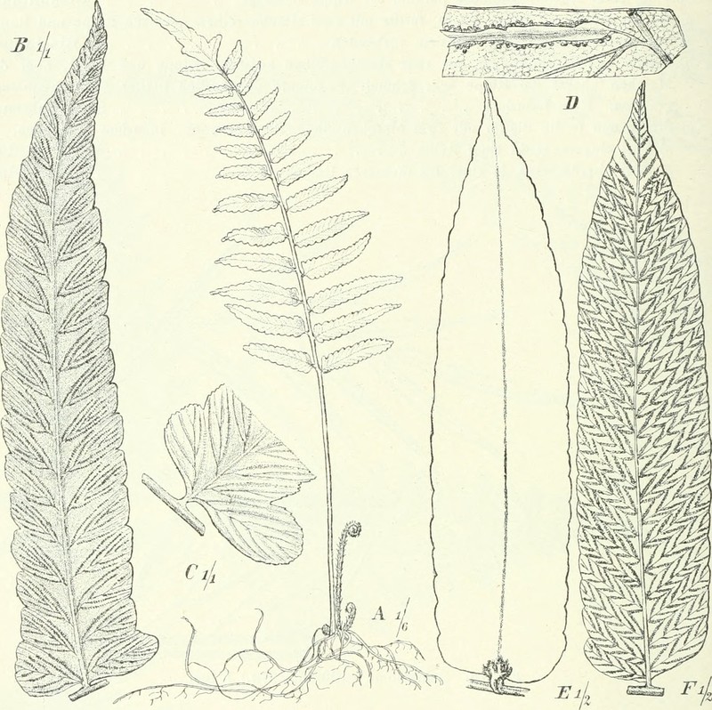 Forest Twinsorus Fern photo 2