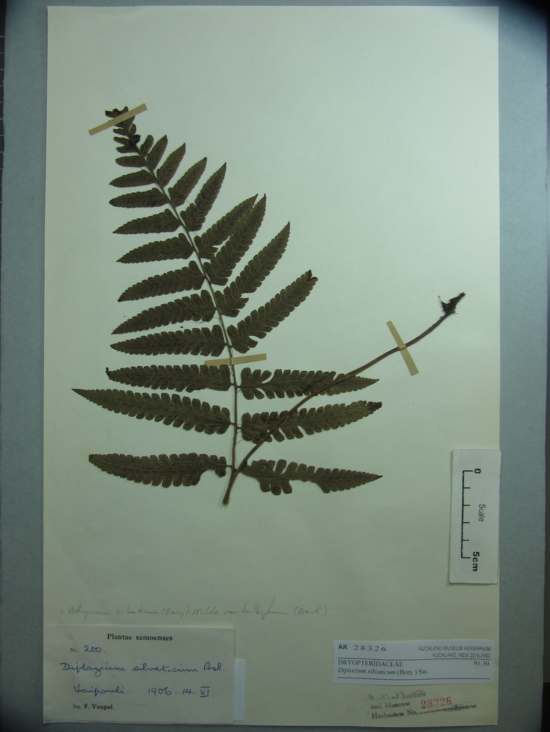 Forest Twinsorus Fern photo 3