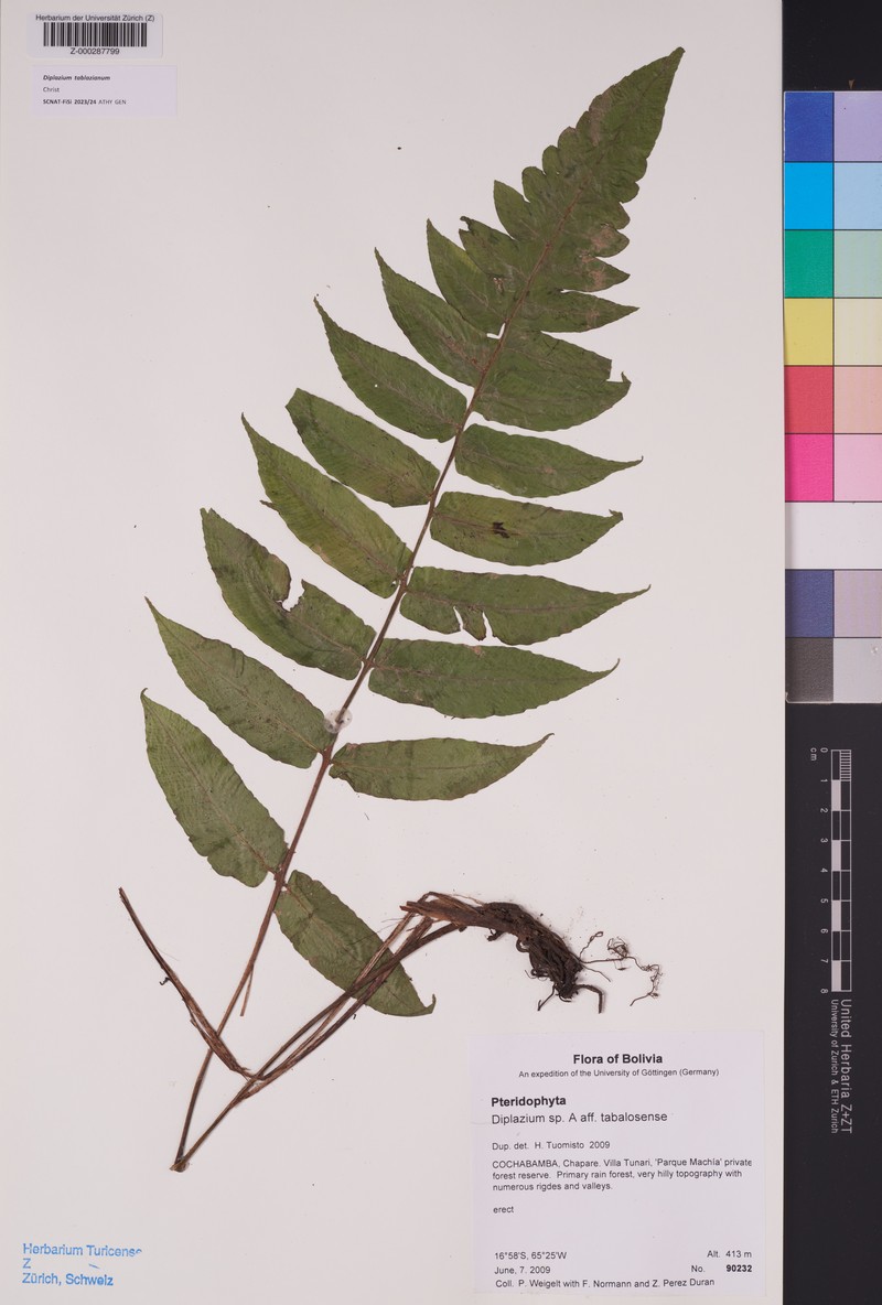 Diplazium tablazianum