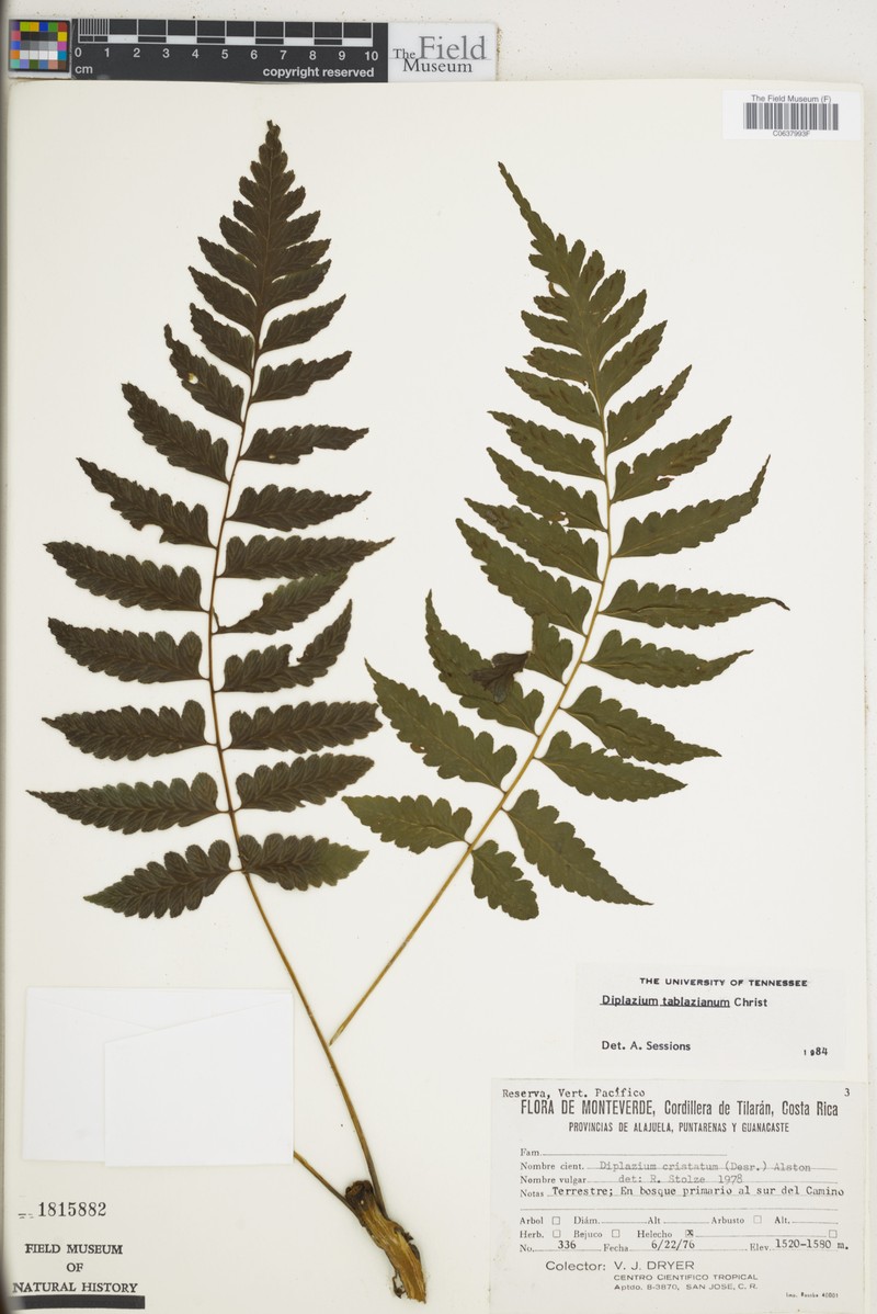Diplazium tablazianum photo 2