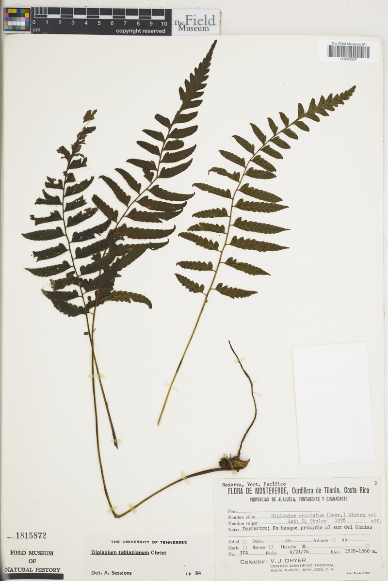 Diplazium tablazianum photo 3