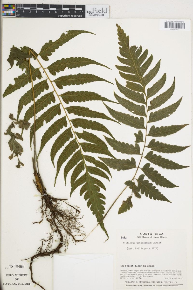 Diplazium tablazianum photo 4