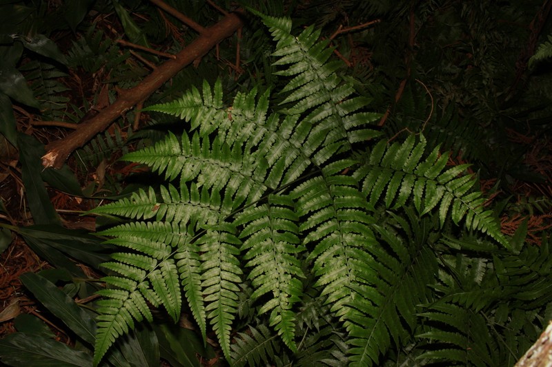 Diplazium takii