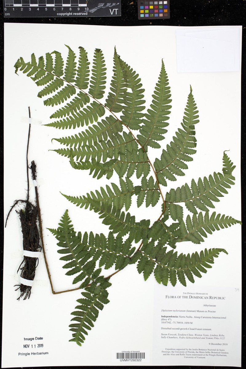 Diplazium taylorianum