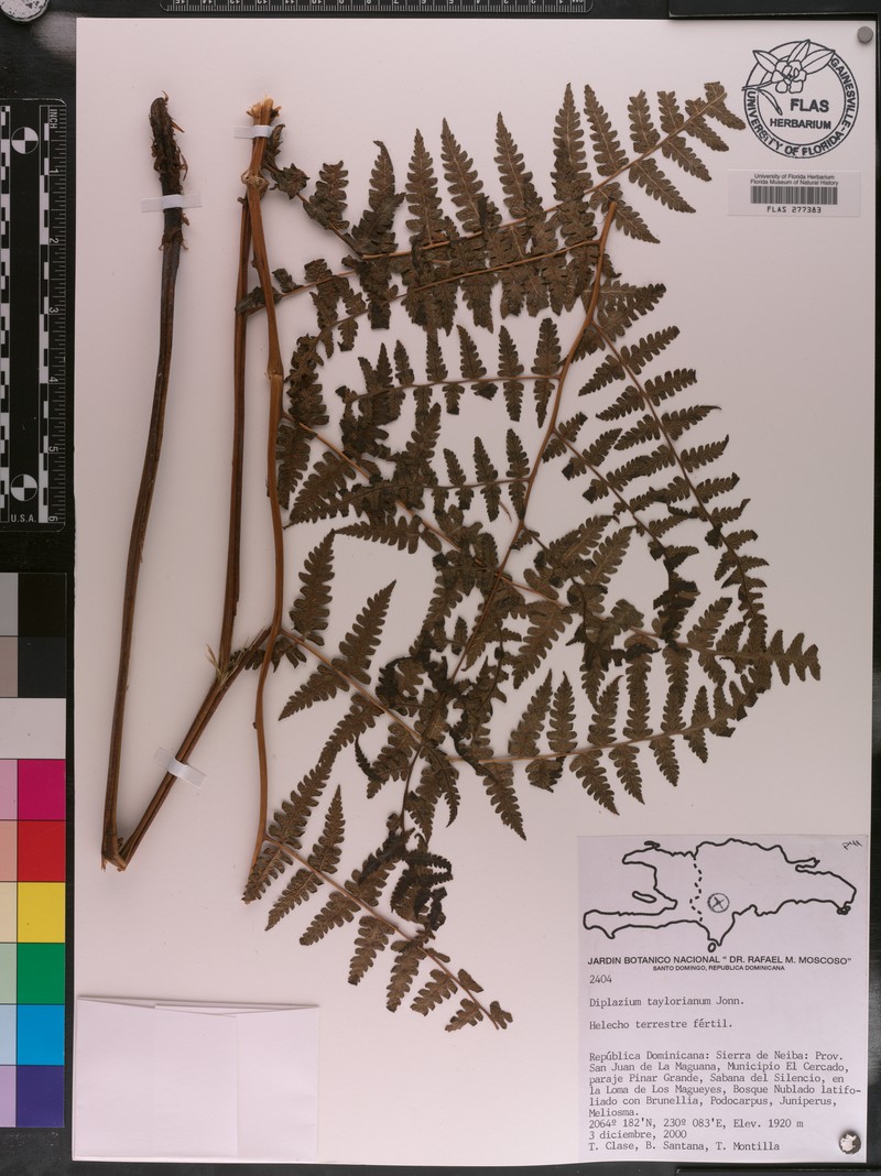Diplazium taylorianum photo 2