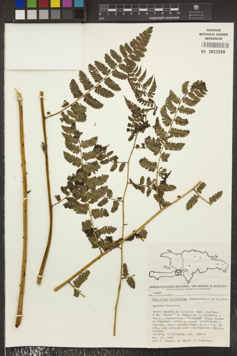 Diplazium taylorianum photo 3