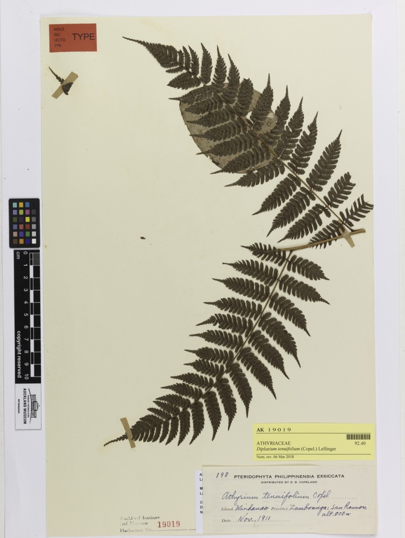 Diplazium tenuifolium