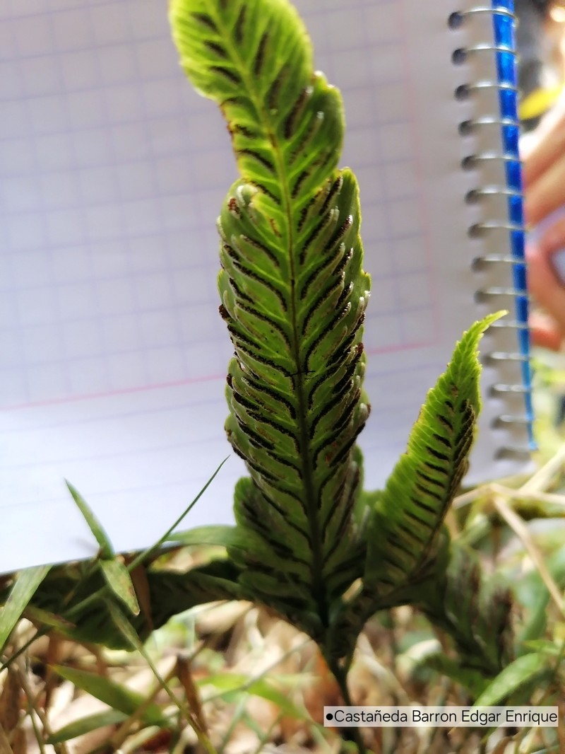 Diplazium ternatum photo 5
