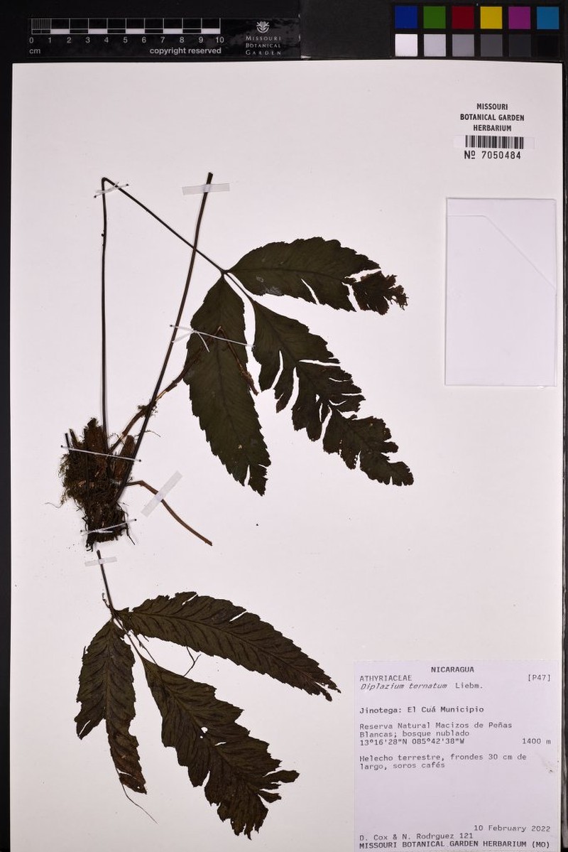 Diplazium ternatum photo 8