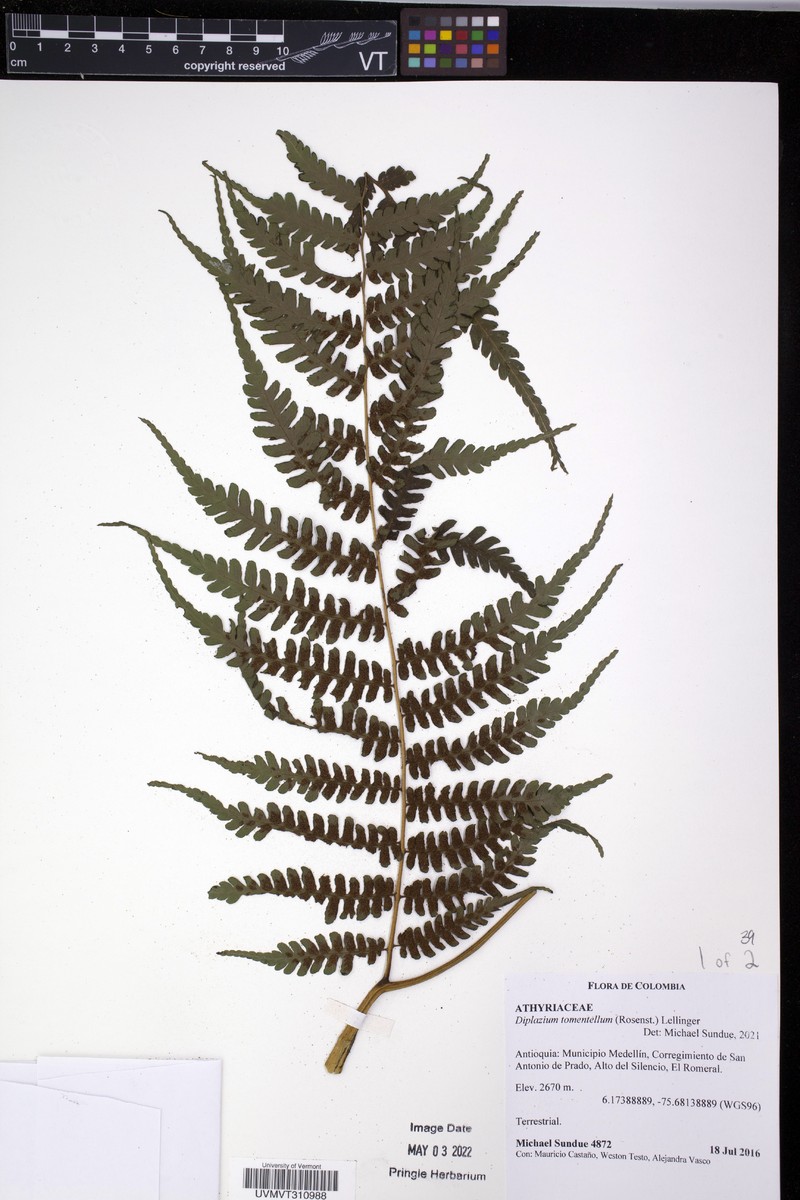 Diplazium tomentellum