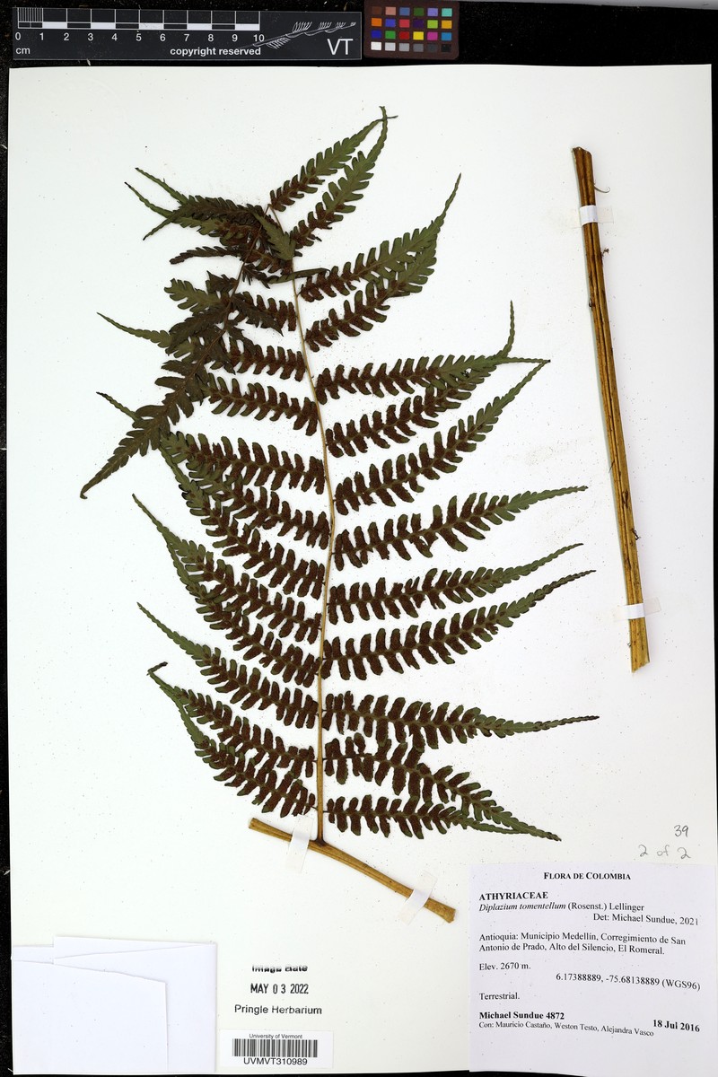Diplazium tomentellum photo 2