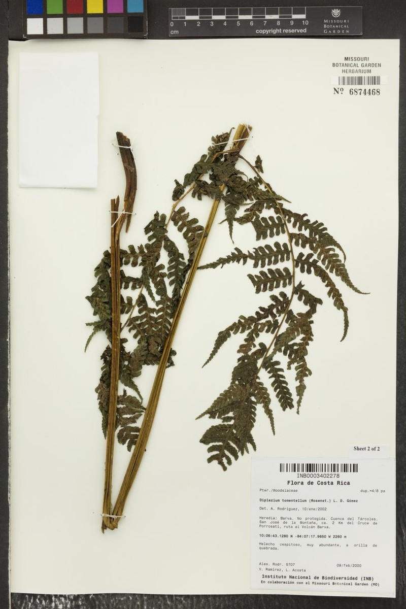Diplazium tomentellum photo 3