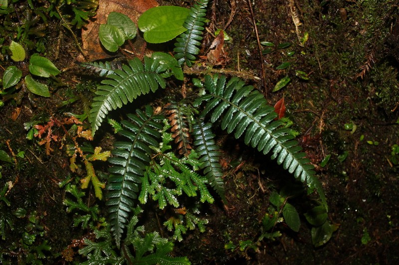 Diplazium tomentosum