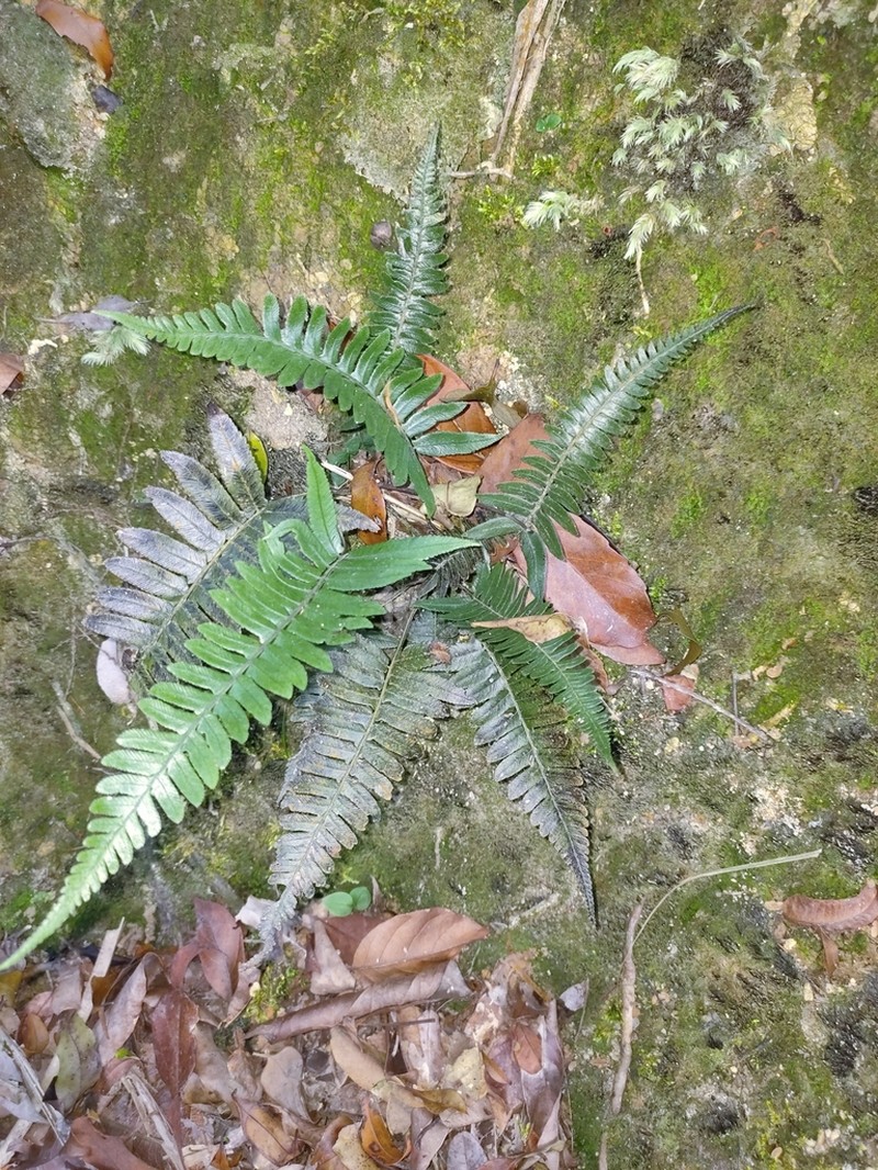 Diplazium tomentosum photo 2