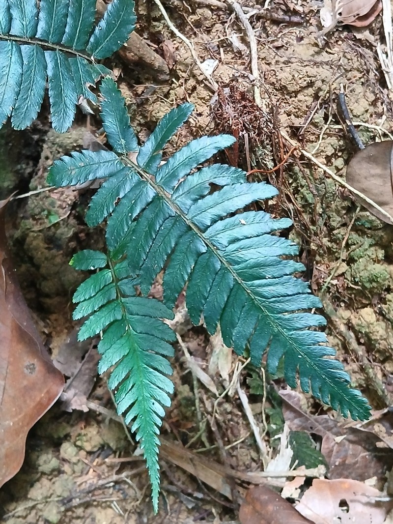 Diplazium tomentosum photo 3
