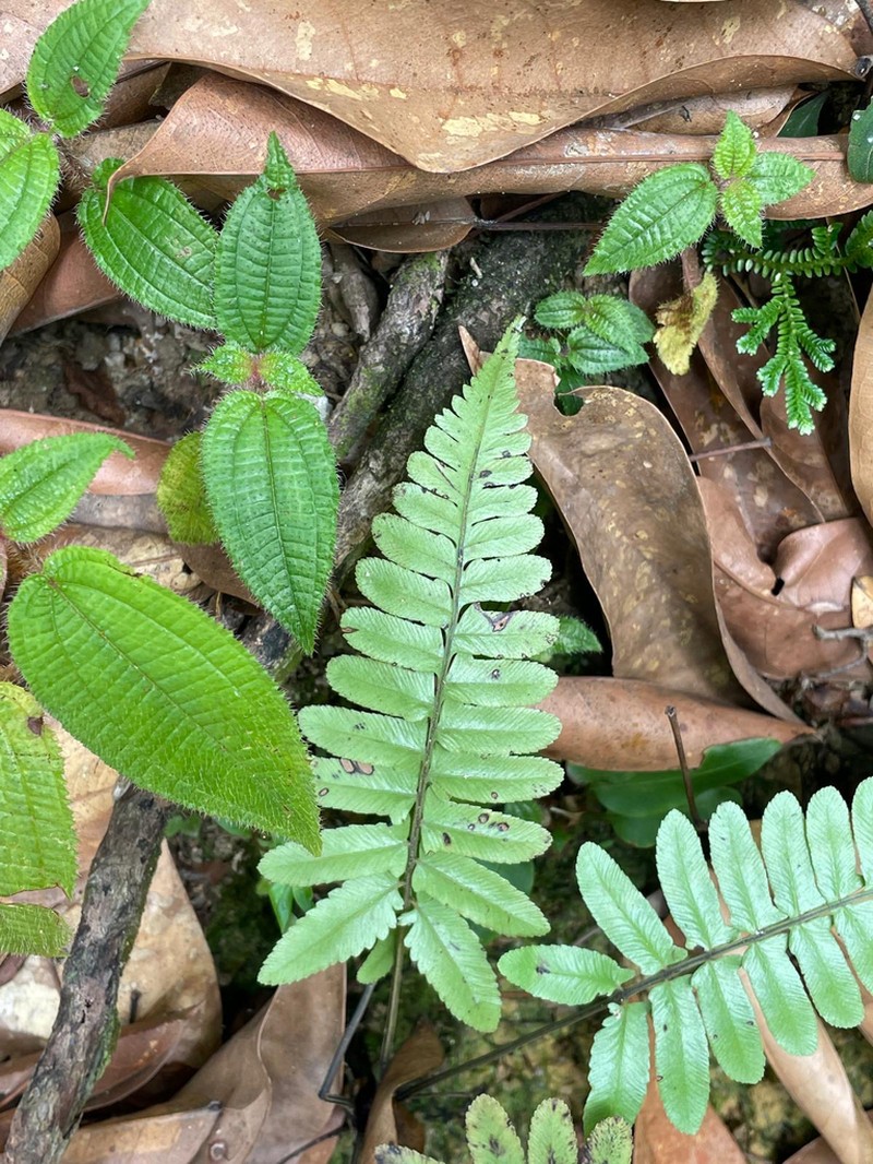 Diplazium tomentosum photo 5