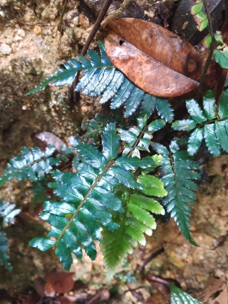 Diplazium tomentosum photo 6