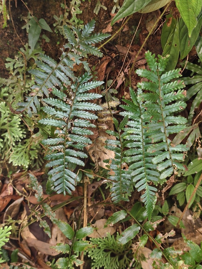 Diplazium tomentosum photo 7