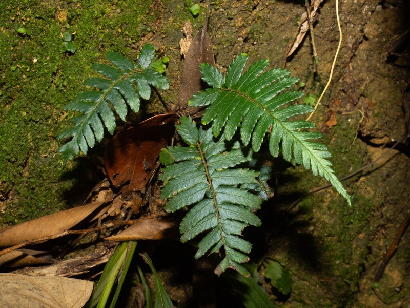 Diplazium tomentosum photo 8