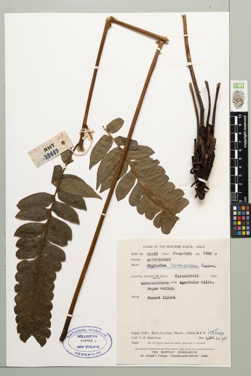 Diplazium travancoricum