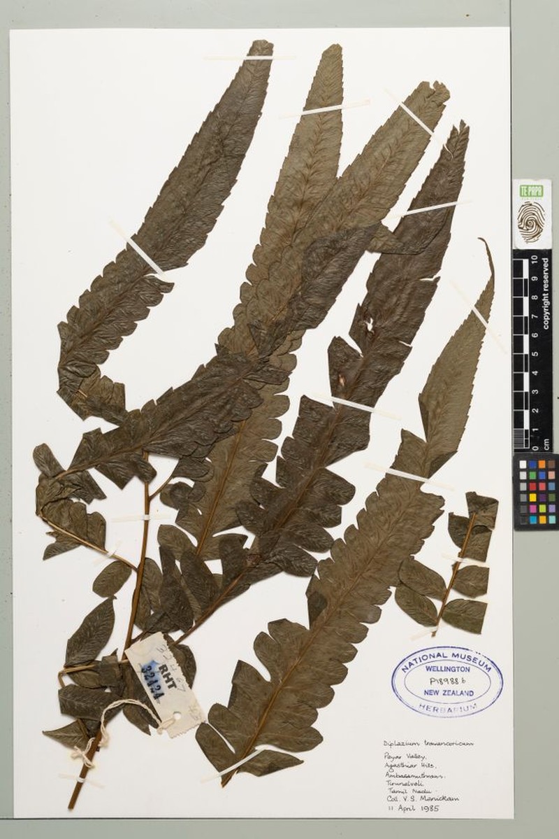 Diplazium travancoricum photo 2