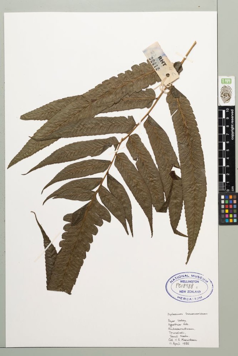 Diplazium travancoricum photo 3
