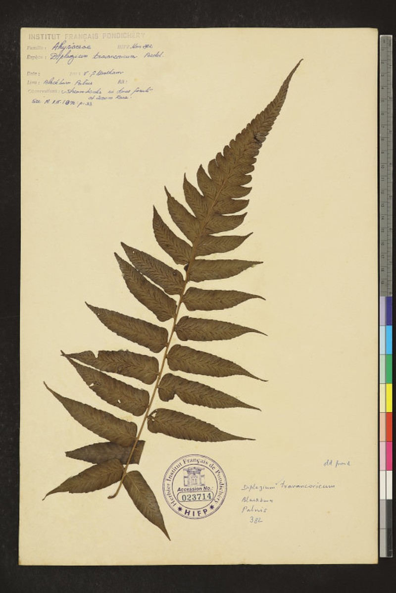 Diplazium travancoricum photo 4