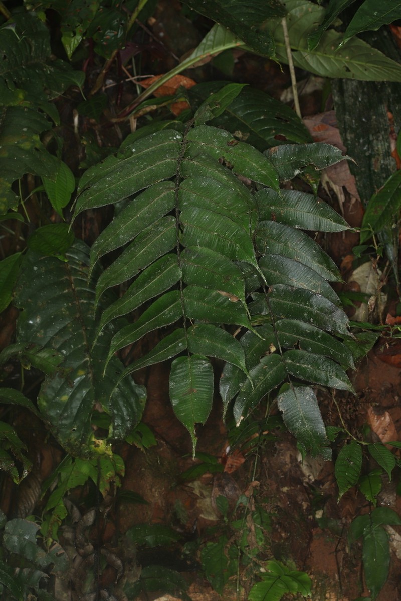 Diplazium trianae