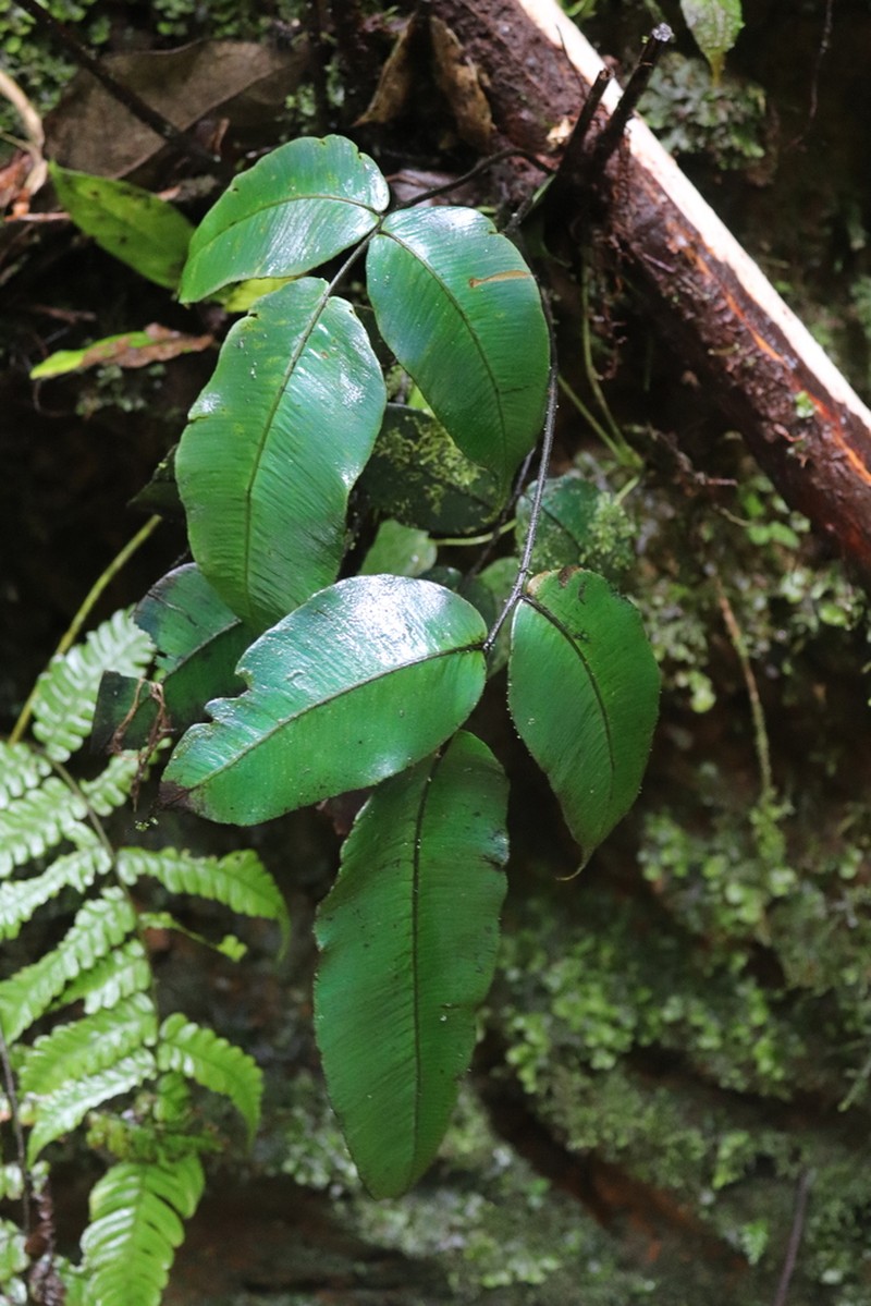 Diplazium trianae photo 2