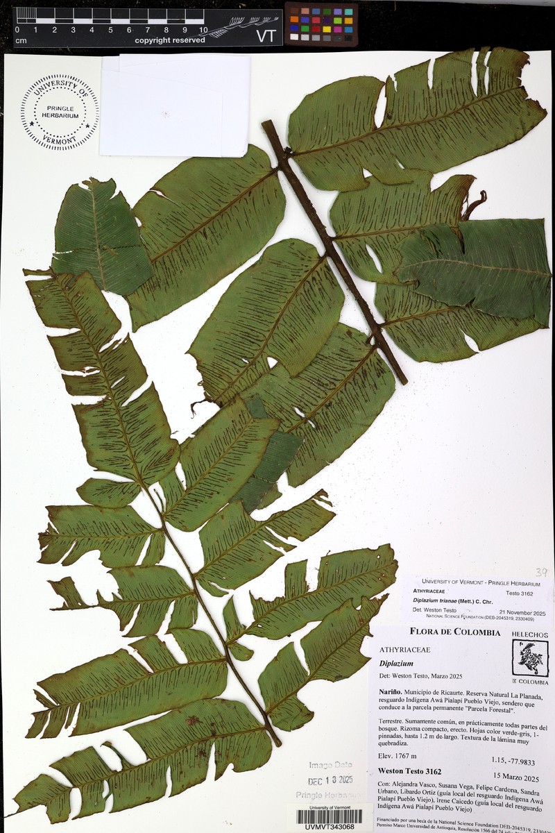 Diplazium trianae photo 3
