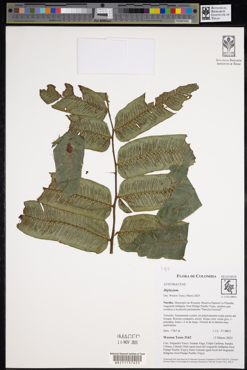 Diplazium trianae photo 4